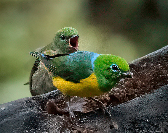 Blue-naped Chlorophonia
