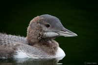 Youngster Loon