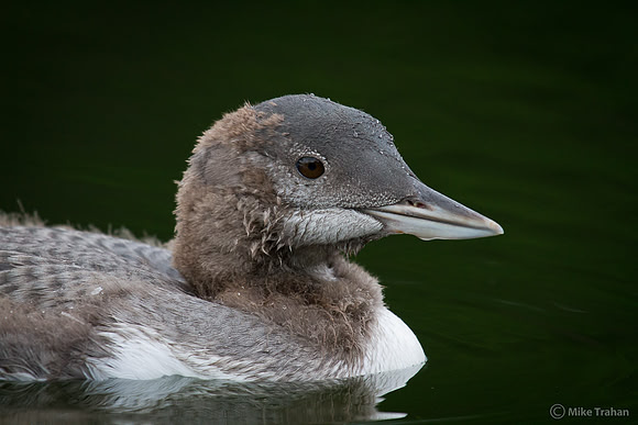 Youngster Loon