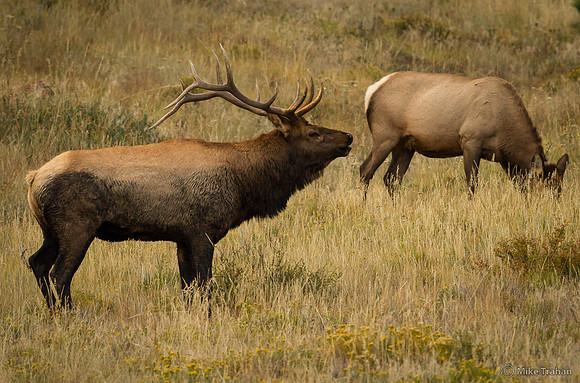 Elk, Rocky Mountain National Park