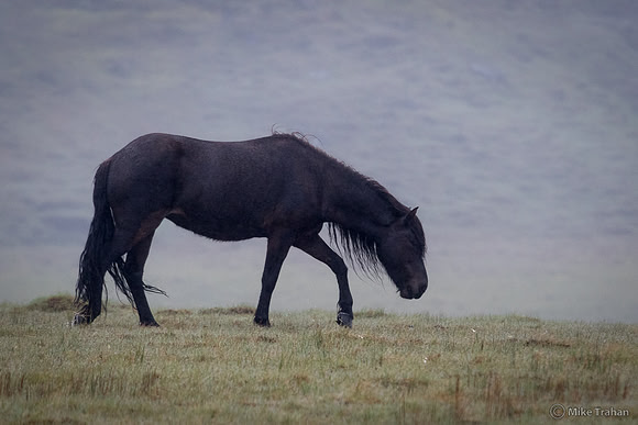 Icelandic Horses