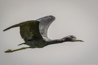 Little Blue Heron