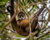 White-faced Capuchin Monkey