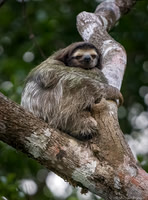 Three-toed Sloth
