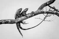 Iguana sex in the trees