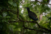 Green Ibis