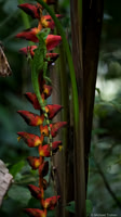 Heleconia and Lizard
