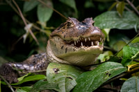 Spectacled Caiman