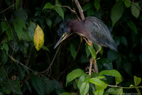 Green Heron