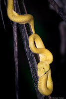 Golden-eyelash Pit Viper