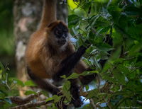 White-faced Capuchin Monkey