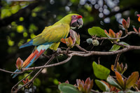 Great Green Macaw