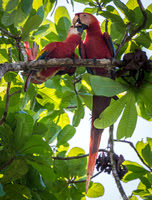 Scarlet Macaw