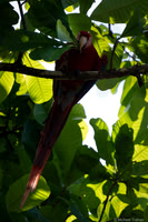 Scarlet Macaw