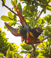 Scarlet Macaw