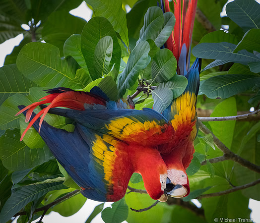 Scarlet Macaw