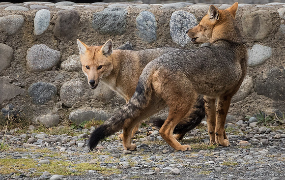 Culpeo (Red Fox)