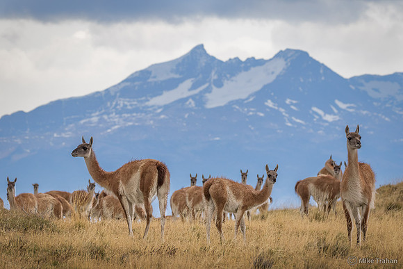 Guanachos in Torres del Paine