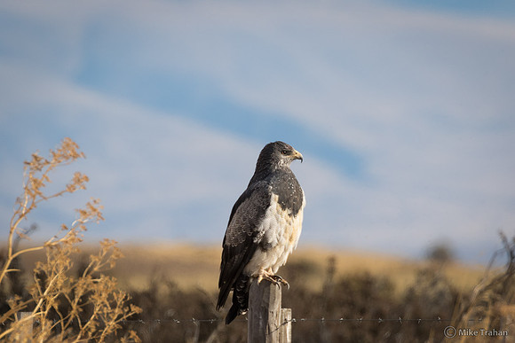 Adult Black-chested Buzzard-Eagle