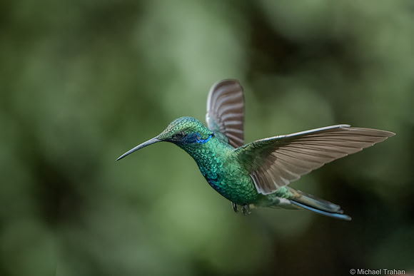 Sparkling Violetear
