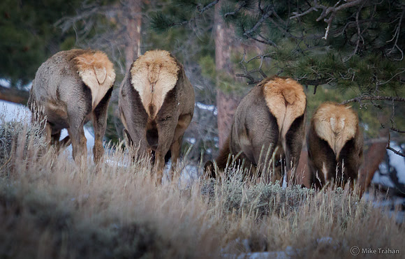 Butts to You