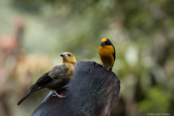 Thick-billed Euphonia+?