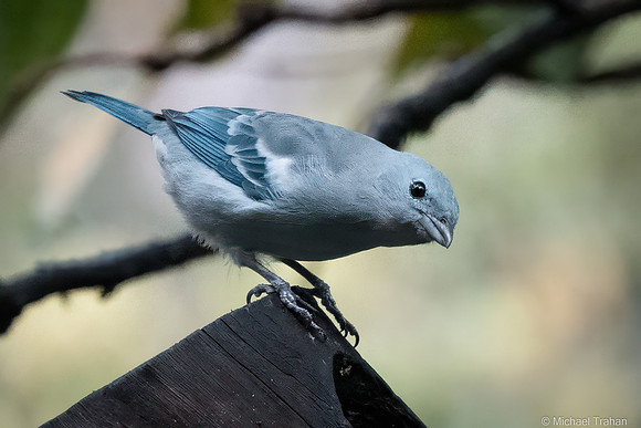 Blue-gray Tanager