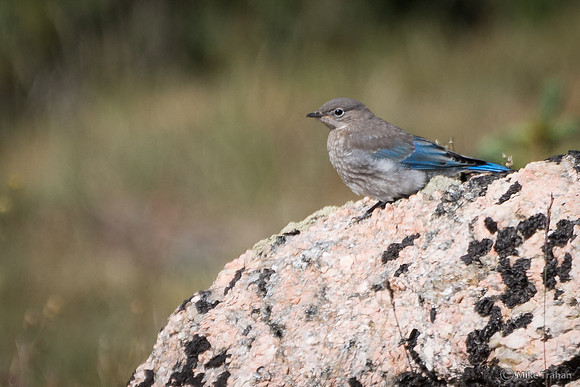 Mountain Bluebird
