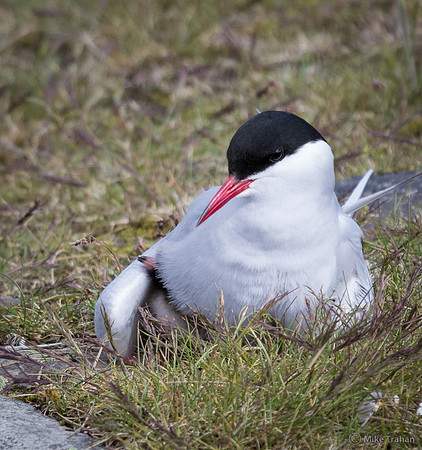 Arctic Tern with Chick