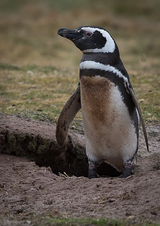 Magellanic Penguin by its burrow