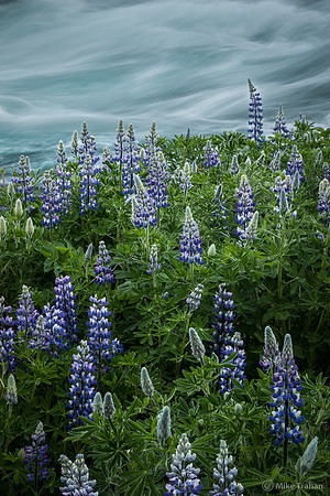 Lupine by Rapids
