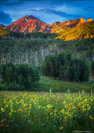 Summer mountain wildflowers at the Creasted Butte Colorado festival