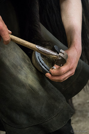 Horse Being Shoed