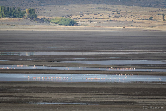 Chilean Flamingos