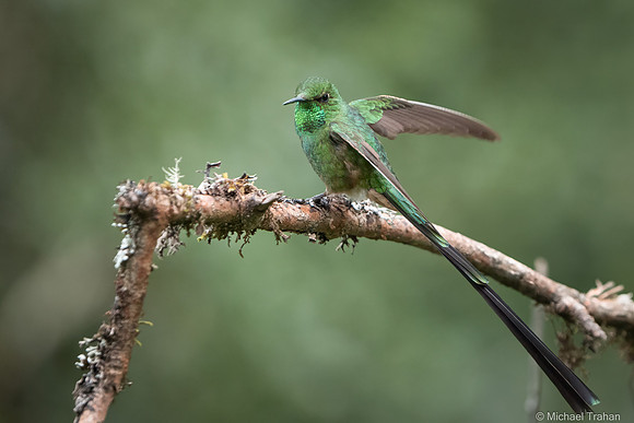Black-tailed Trainbearer