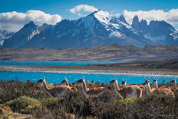 Guananchos in the Andes
