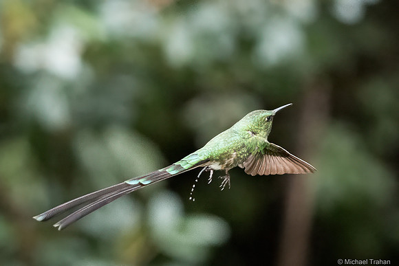 Black-tailed Trainbearer
