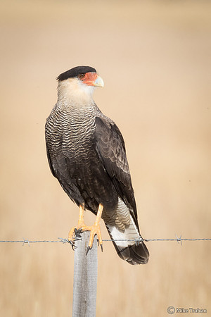 Southern Caracara