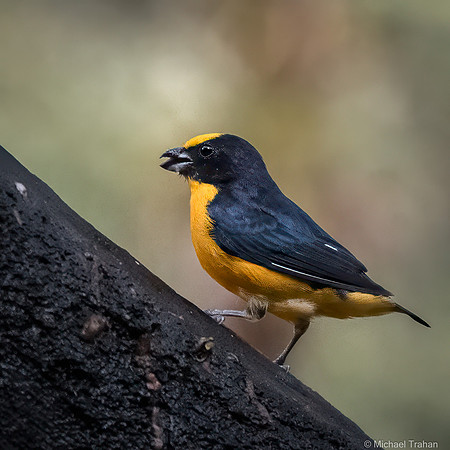 Thick-billed Euphonia
