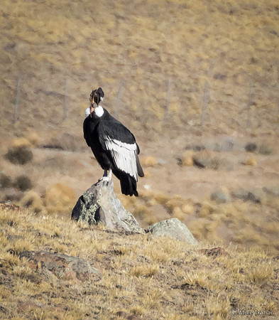 Andean Condor Perched on the Patagonian Steppe