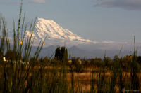 Mt. Rainier from the West