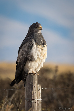 Adult Black-chested Buzzard-Eagle