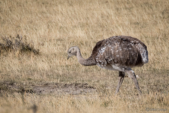 Darwin's Rhea
