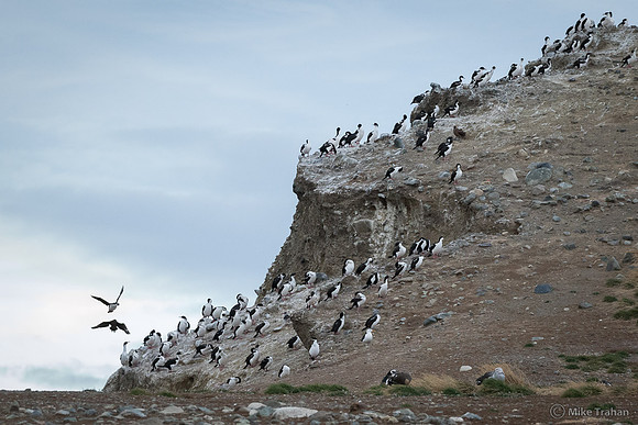 Imperial Cormorant