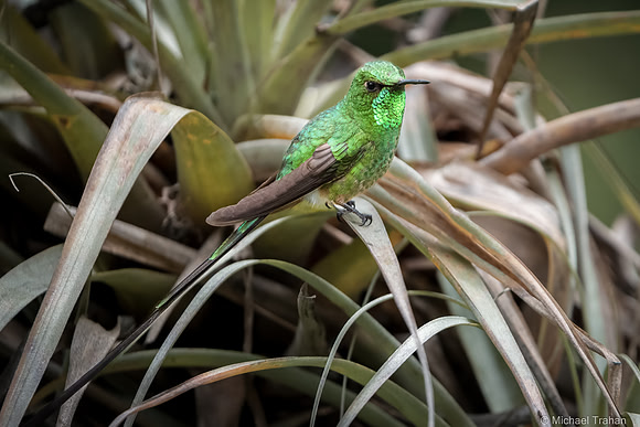 Black-tailed Trainbearer