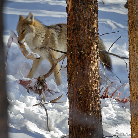 Coyote eating last of deer