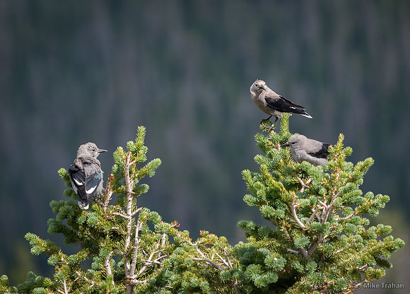 Clark's Nutcracker