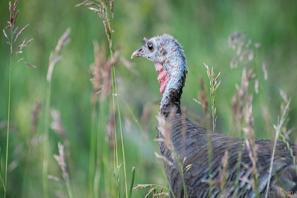 Turkey