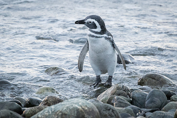 Magellanic Penguin