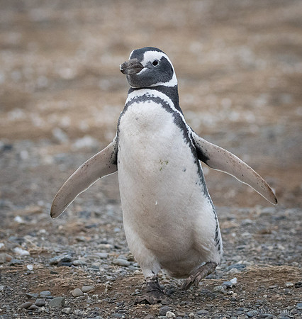 Magellanic Penguin
